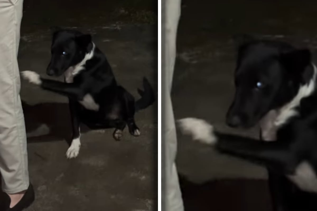Street dog keeps showing his injured paw to passing couple in a desperate plea for rescue