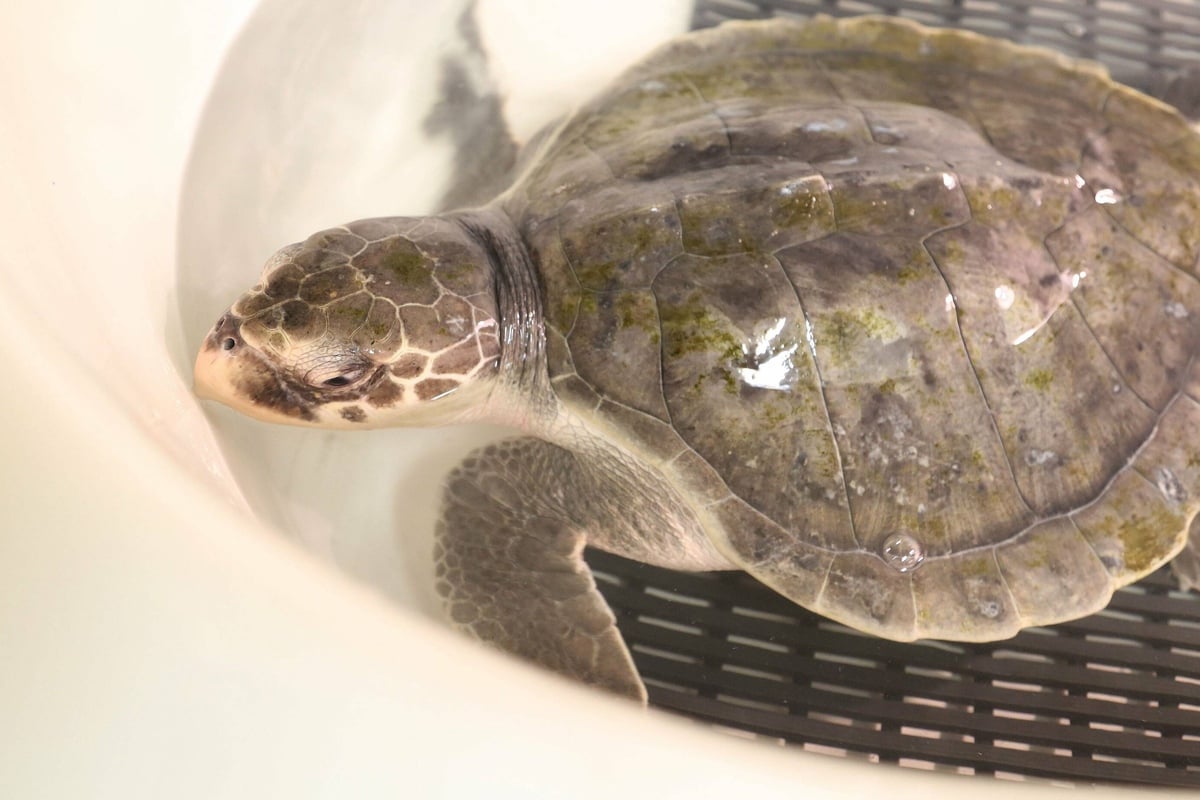 "Turtles fly too": cold-stunned sea turtles rescued in New England