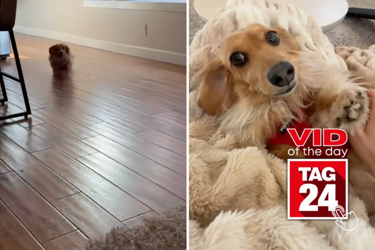 Viral Video of the Day for August 30, 2026: Dachshund comes home from daycare and immediately "tells" mom all about his day