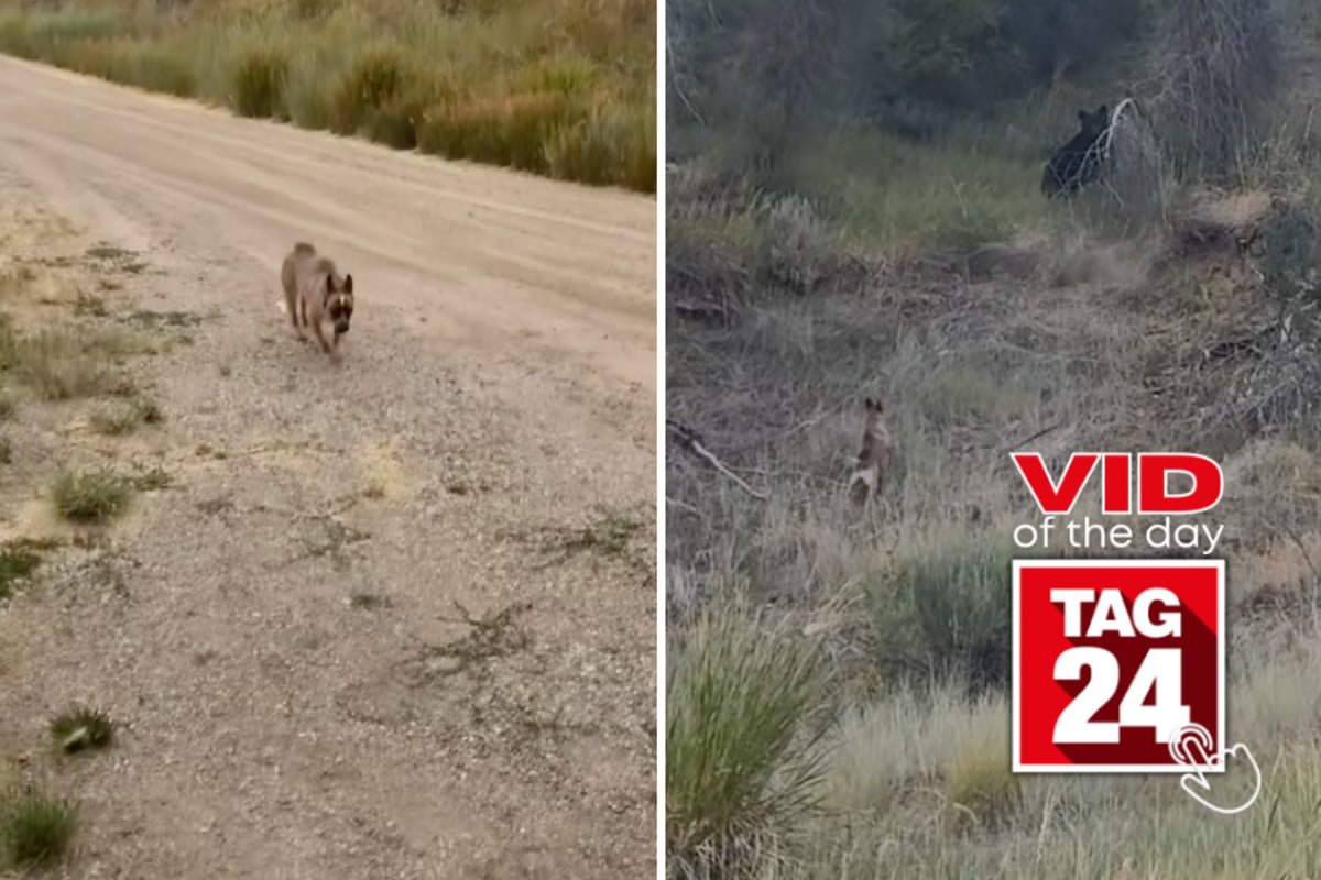Viral Video of the Day for July 21, 2026: Fearless dog chases after bear – and leaves owner's fiancé screaming!