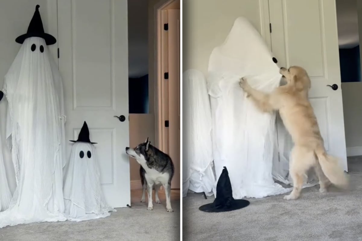 Dogs react as owner dresses up as ghost in hysterical video: "Halloween is cancelled"