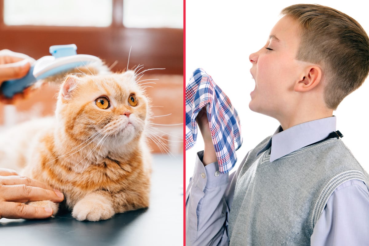 Hypoallergenic cats: Best low allergy hypoallergenic cat breeds