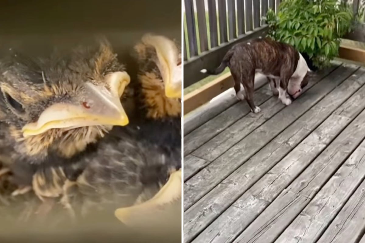 Dog lovingly stares at odd crack in balcony only to discover heart-melting surprise