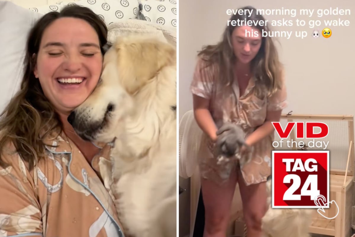 Viral Video of the Day for August 4, 2026: Golden Retriever's sweet morning ritual with bunny melts hearts