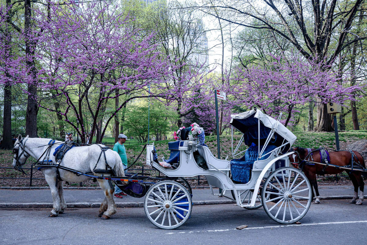 Carriage accident in New York's Central Park leaves 18-year-old dead