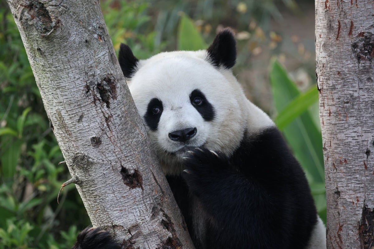 Panda-monium! Giant pandas from China make long-awaited US arrival