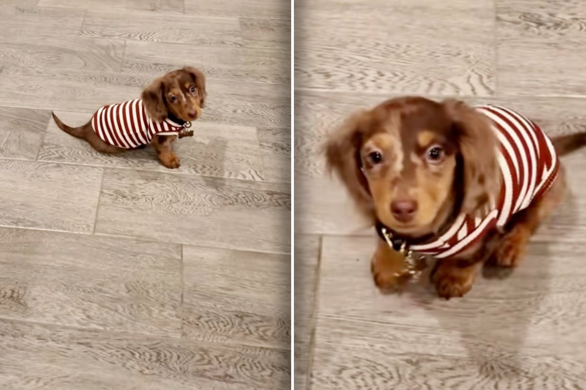 Miniature dachshund goes TikTok viral with his adorable bedtime routine