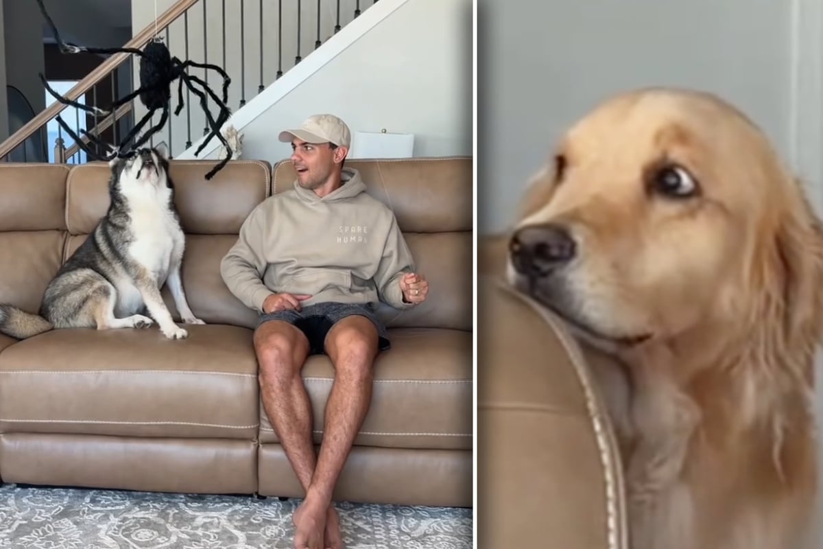 Five dogs react to humongous spider in hilarious Halloween prank