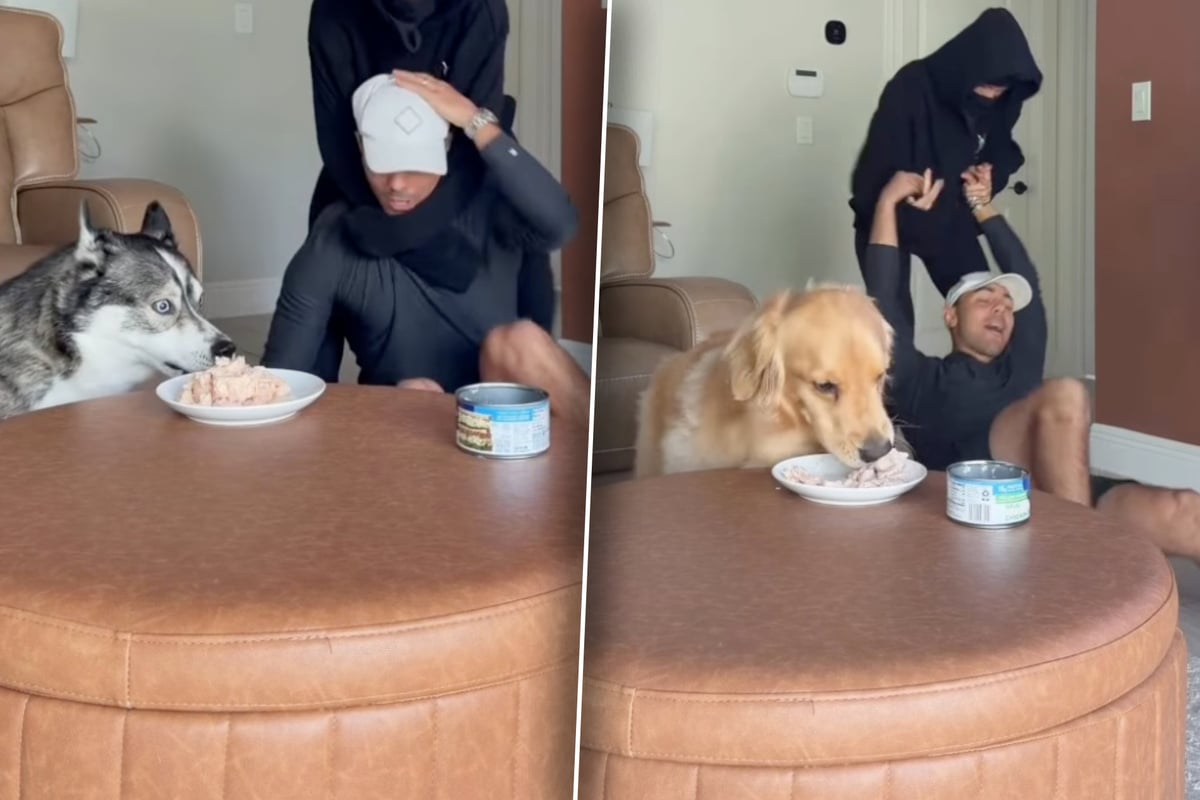 Dogs react to owner's "kidnapping" and the internet can't stop laughing