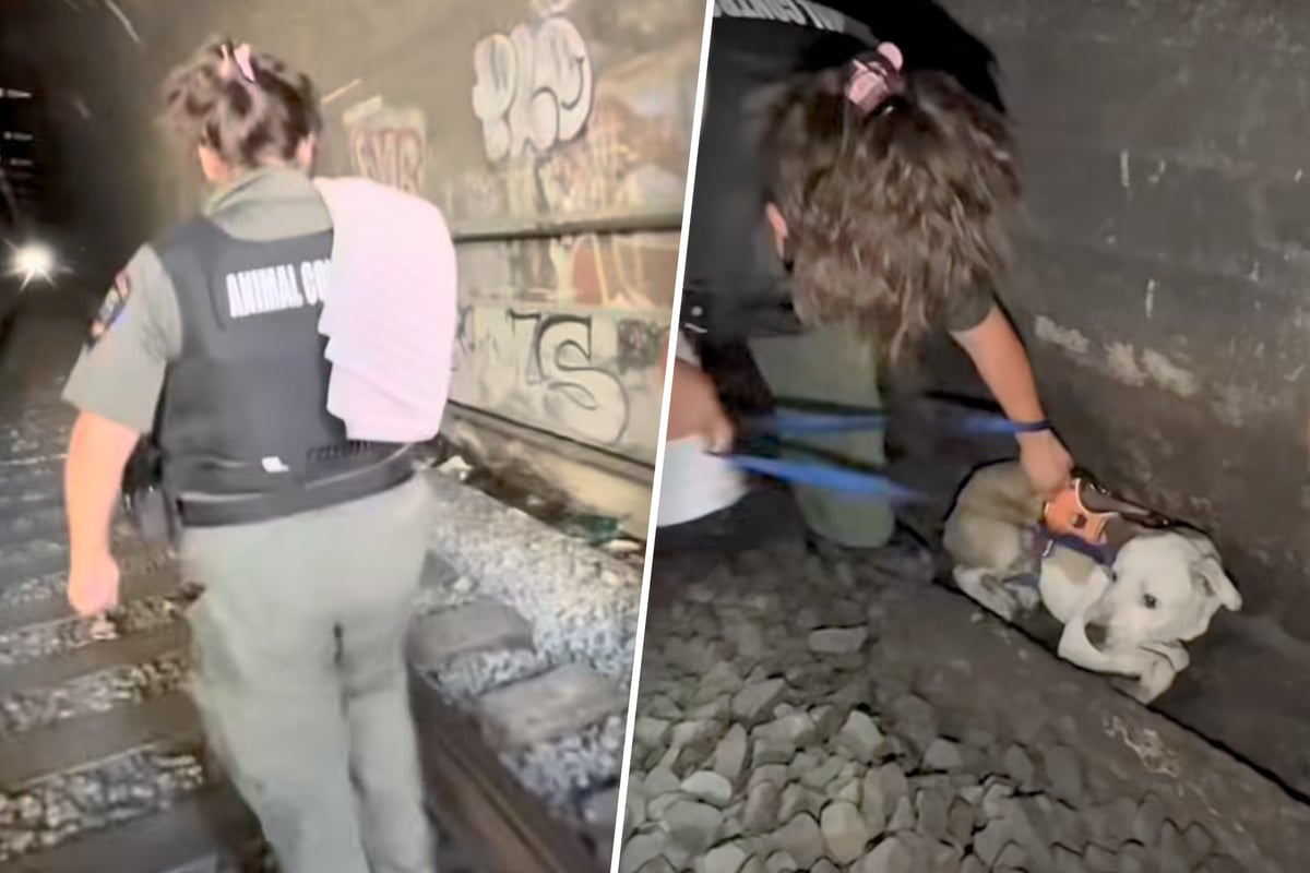 Terrified dog spotted by train conductor in dark tunnel – is it too late to save him?