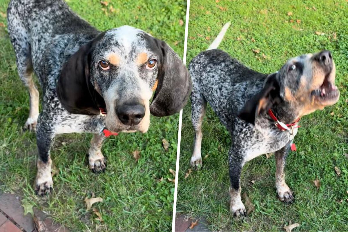 Ghost the dog shows off singing skills by howling Happy Birthday, and it's a hoot!
