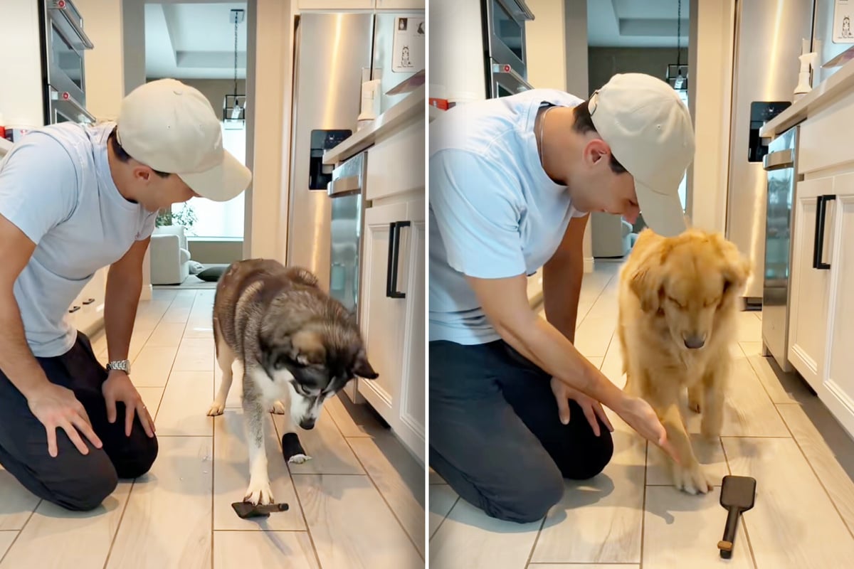 Golden retrievers team up with husky partners in crime for epic treat trick that has people in tears!