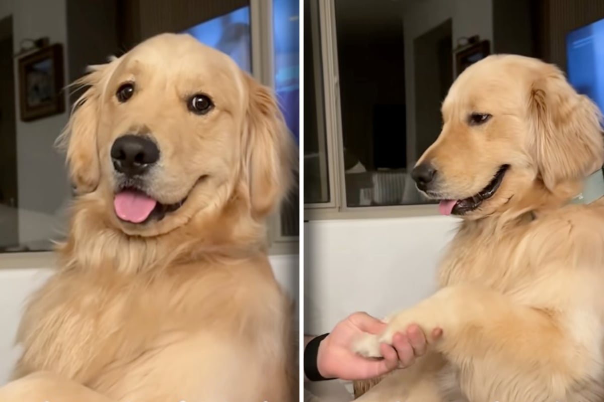 Pampered golden retriever pup gets the royal treatment after this heart-melting look