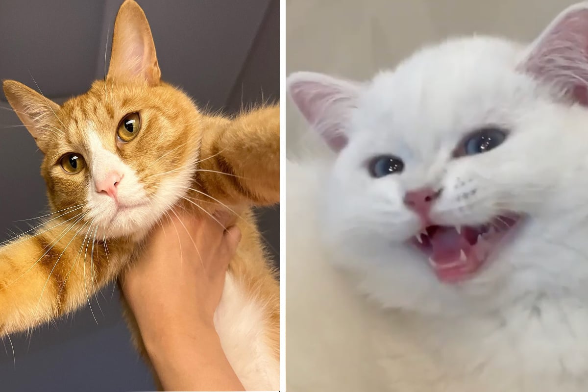 International Cat Day: The purr-fect viral videos to help you celebrate