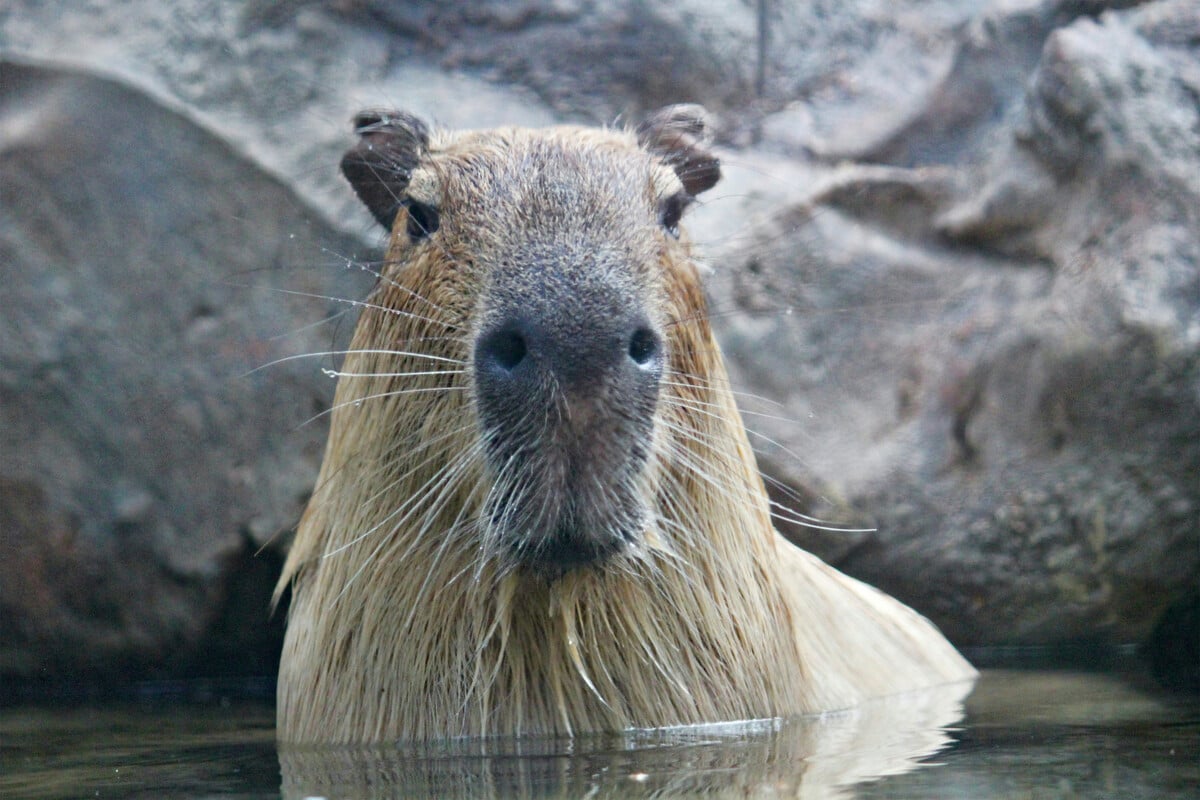 This giant rodent is as big as a wolf!