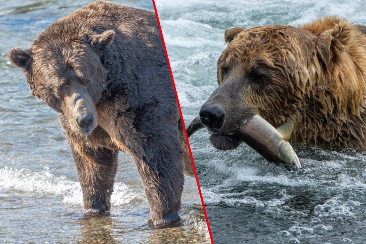 Fat Bear Week 2026: Everything you need to know about this year's chubby competition