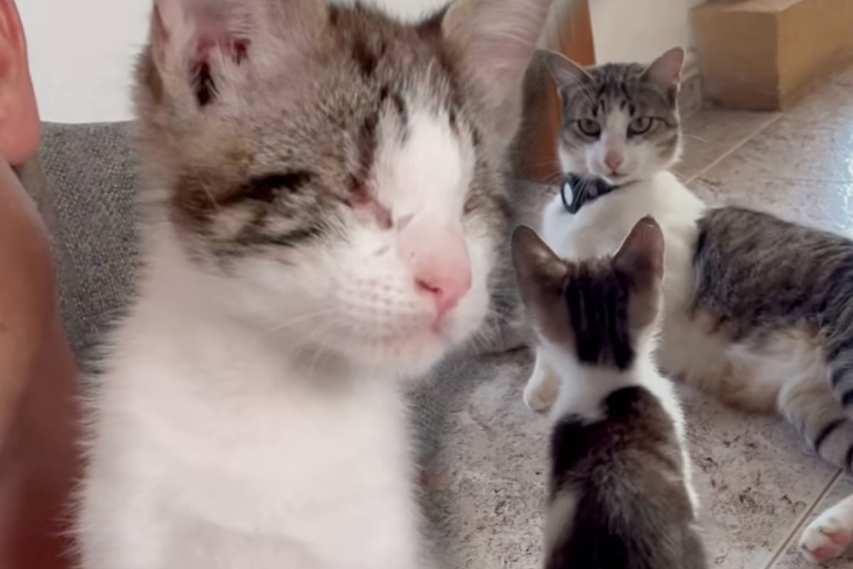 Blind kitten is despised by his owner's other cats – then comes an adorable solution