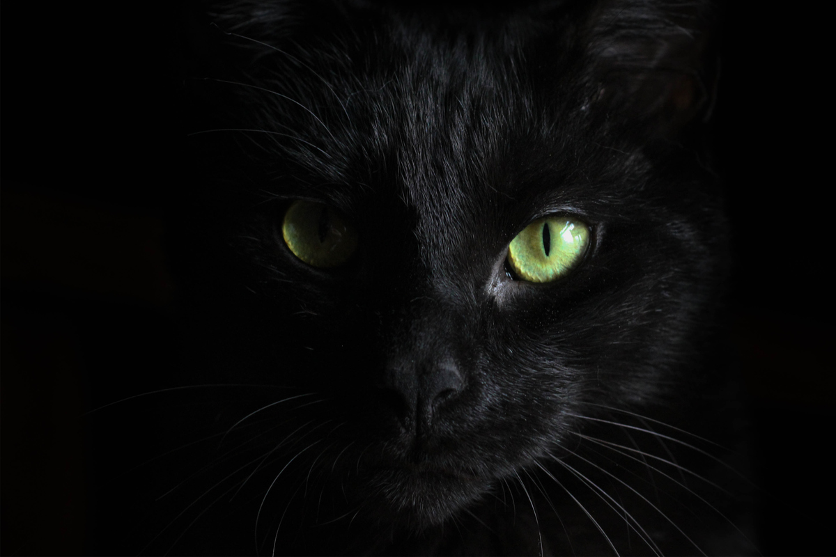 Why are black cats bad luck?