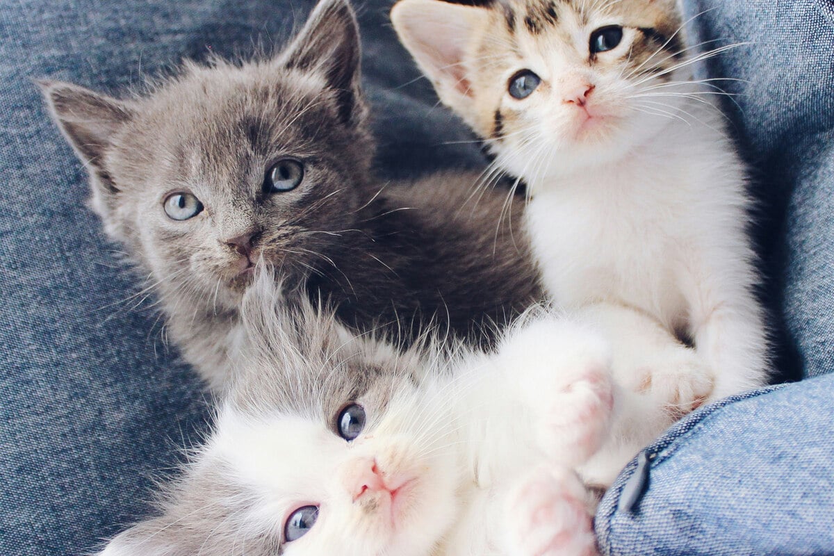 What are the cutest cat names?