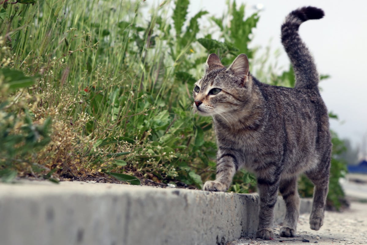 Lost cat 101: What to do if your cat goes missing