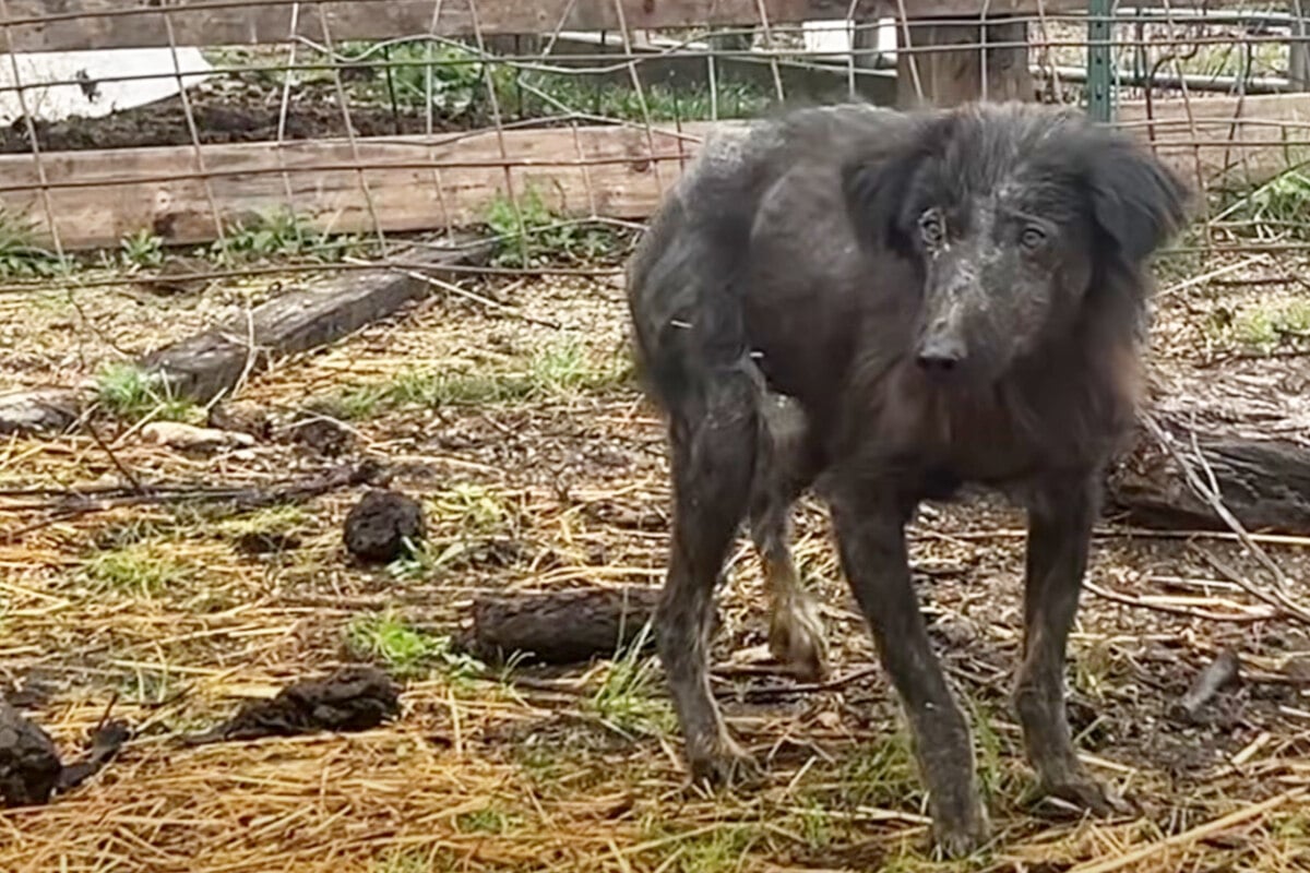 Desperate dog leads farmer to a heartwarming find – puppies!