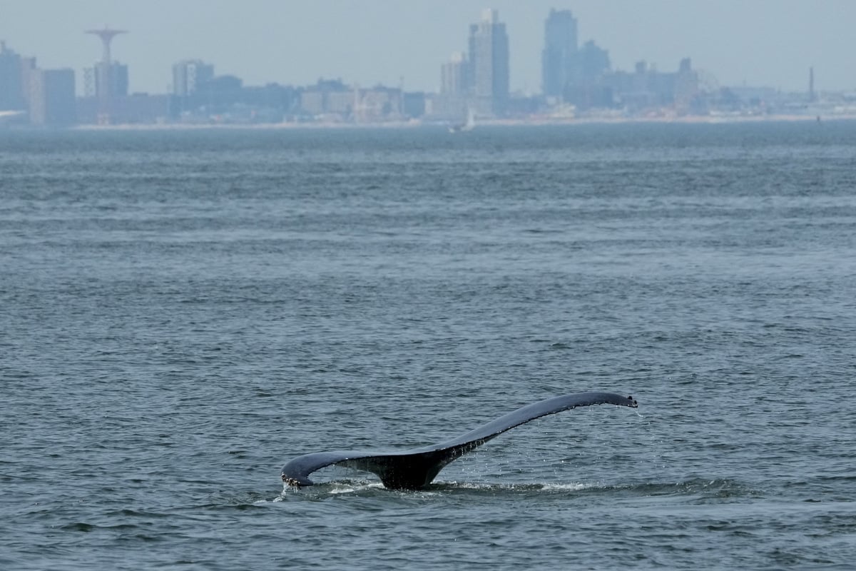 Whale sightings on the rise in New York as experts warn of fresh threats