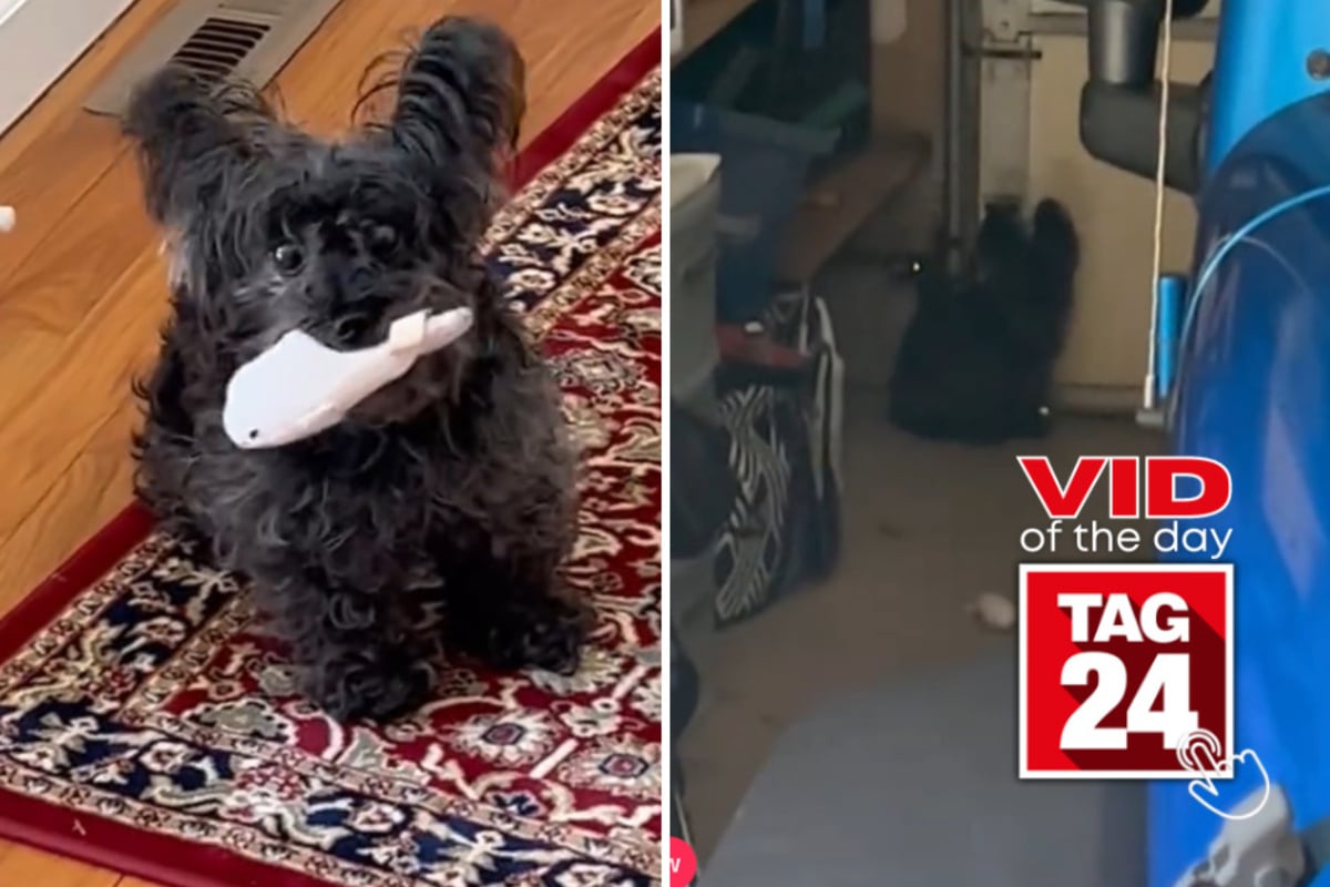 Viral Video of the Day for September 23, 2026: Shaking pup panics over beeping smoke detector