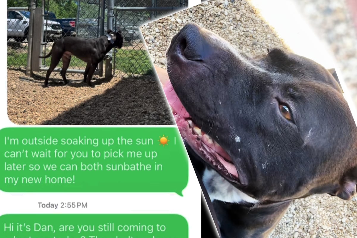 Dog waits outside for new owners to pick him up after shelter gets tragic last-minute text