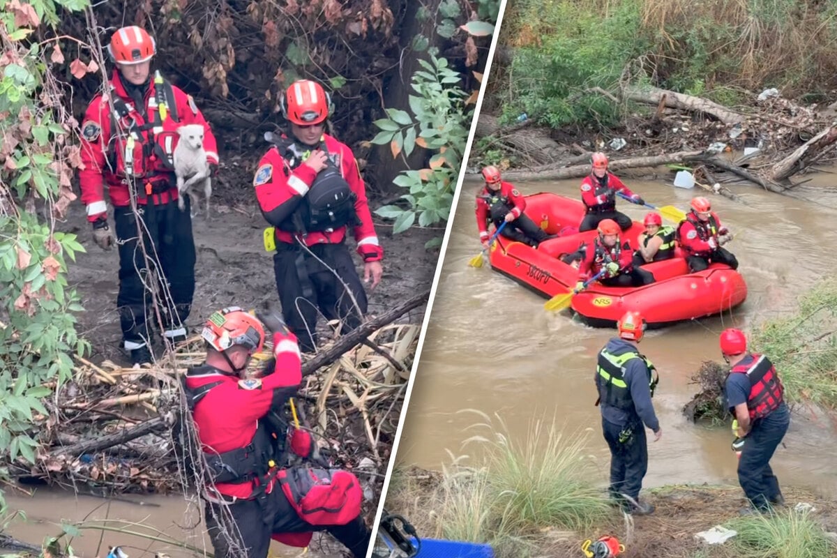 4 dogs get caught in raging flood waters, but what happens next is truly shocking