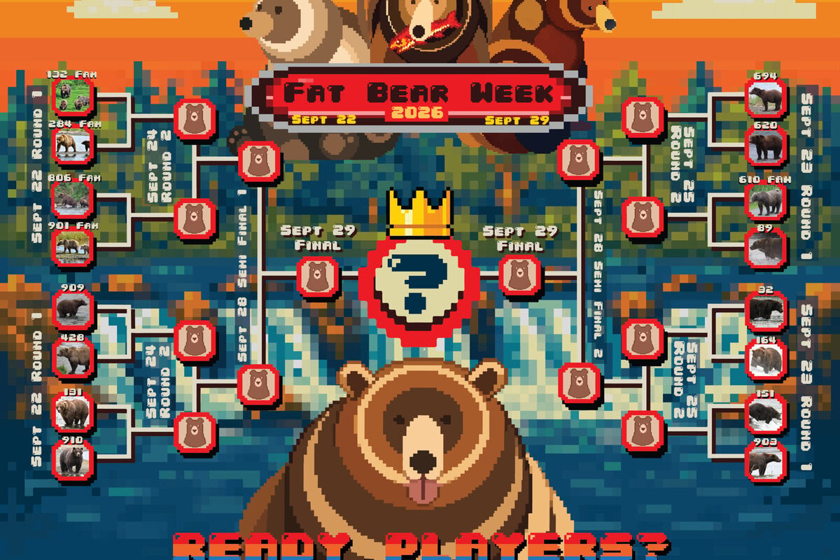 Fat Bear Week 2026 voting begins: Check out the chubby competitors facing off in round one
