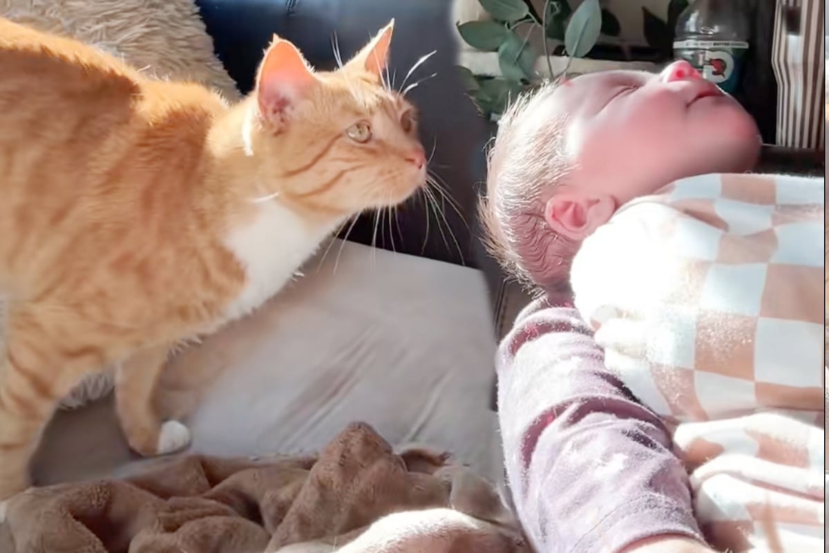 Cat meets newborn baby sister for the first time – and his reaction couldn't be any cuter