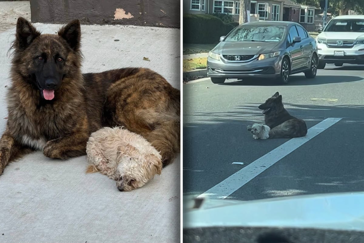 Dogs lie down in middle of a busy road – when rescuers learn more, their hearts ache