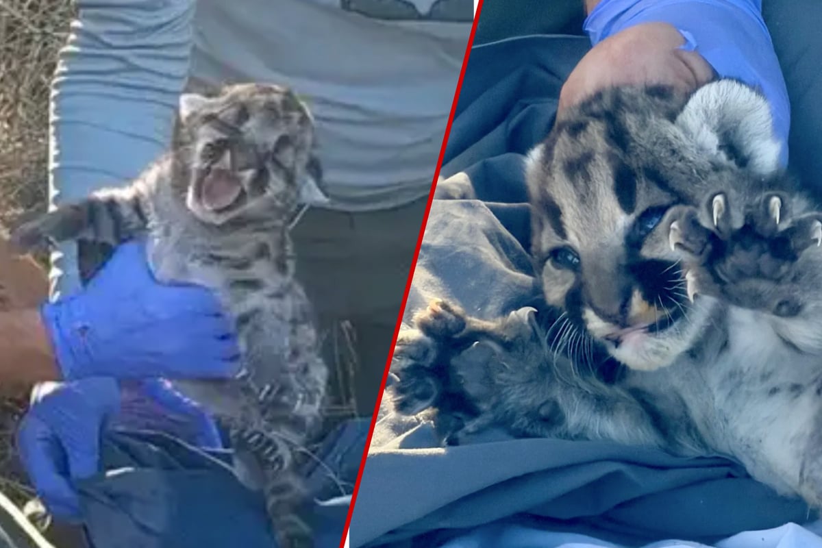 Three new mountain lion cubs discovered in California's Simi Hills
