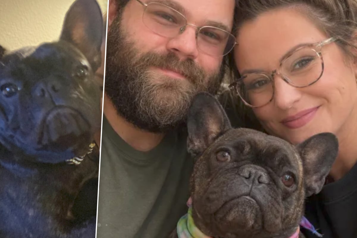 Heroic dog swoops in to protect her family from a bear during heartbreaking attack: "Helped save our lives"
