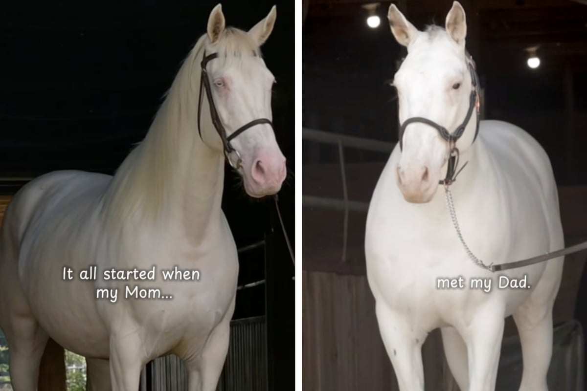 Two white horses make "leopard"-patterned baby! Owner breaks down the science in viral post