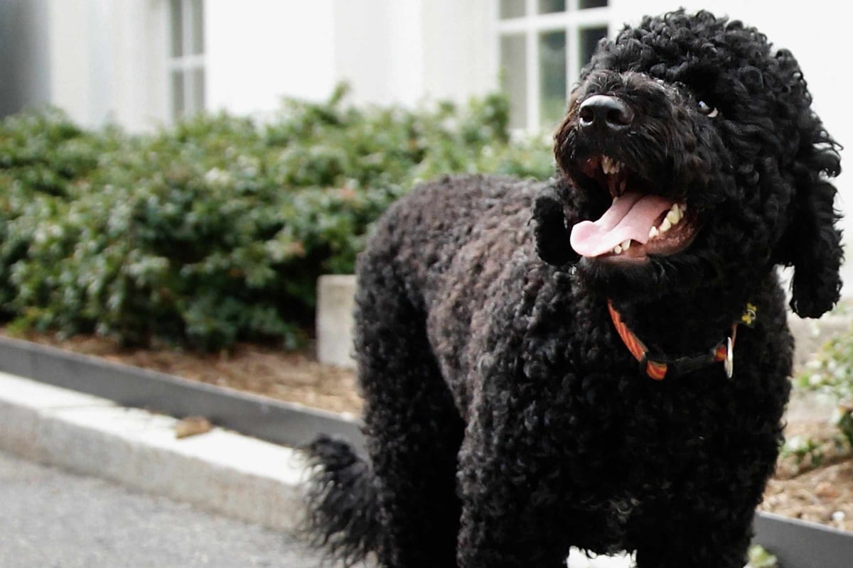 Barack Obama announces the tragic passing of beloved family dog Sunny: "She’s with her big brother now"