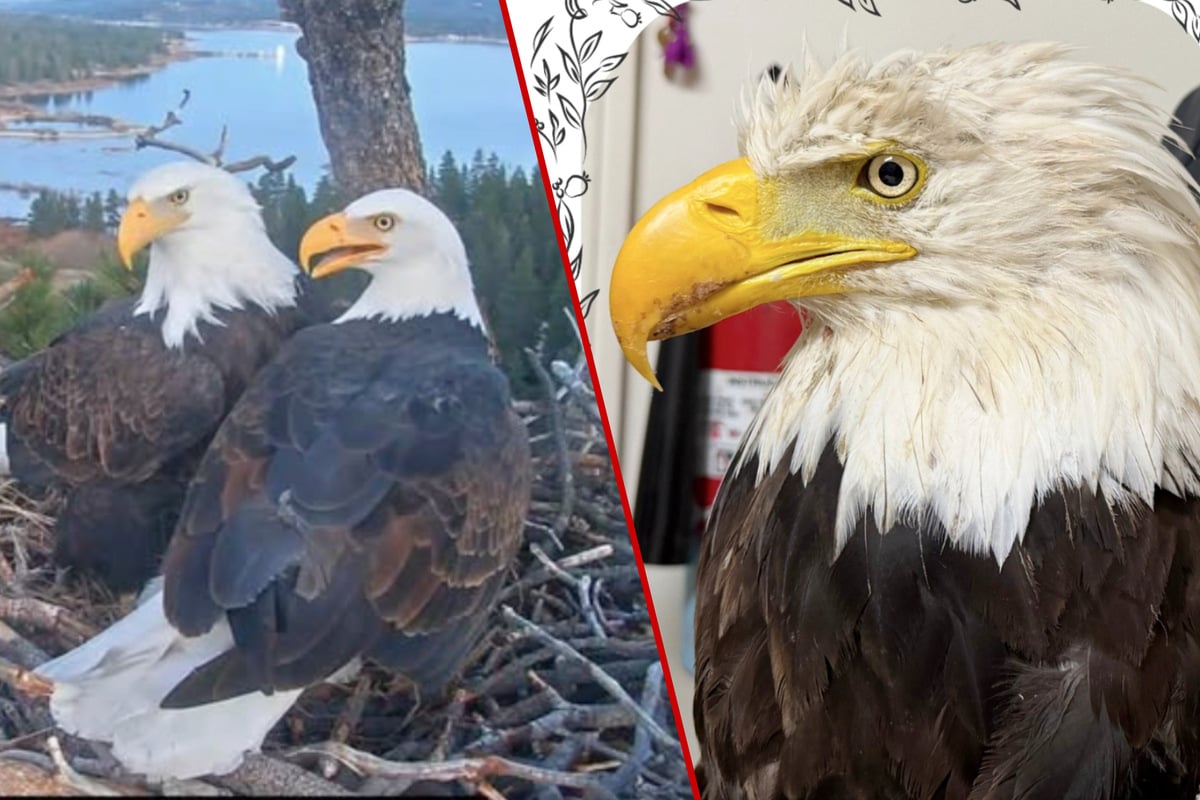Jackie, California's famous bald eagle and livestream star, has died