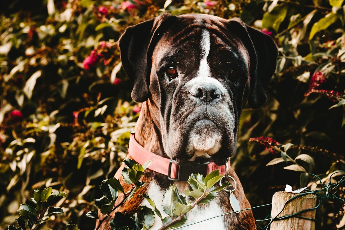 Guard dog training: How to protection train your dog
