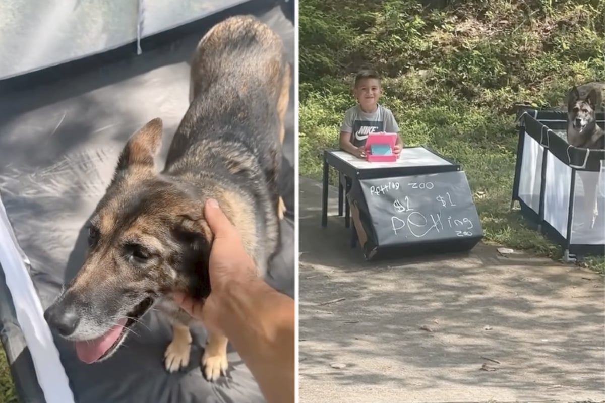 Little boy kidnaps neighbor's dog for "petting zoo" business scheme: "Better than a lemonade stand!"