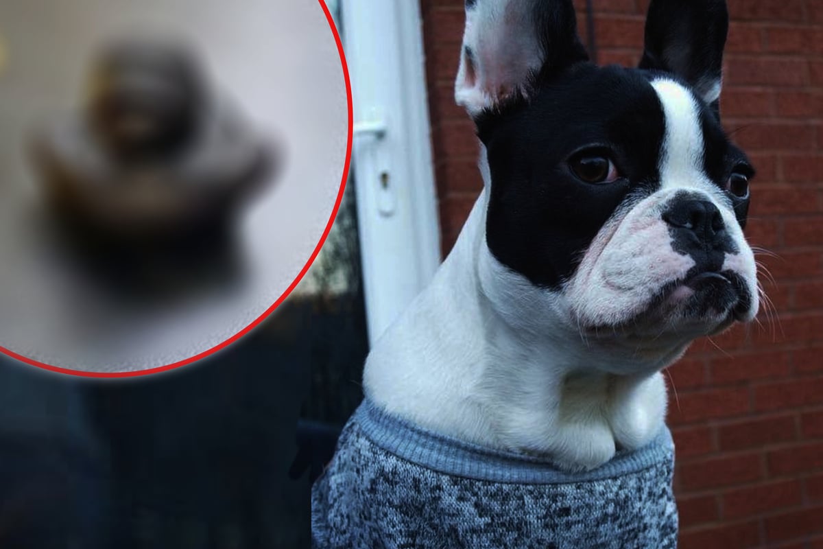 Incredible discovery: What this adorable Bulldog swallowed leaves even doctors stunned