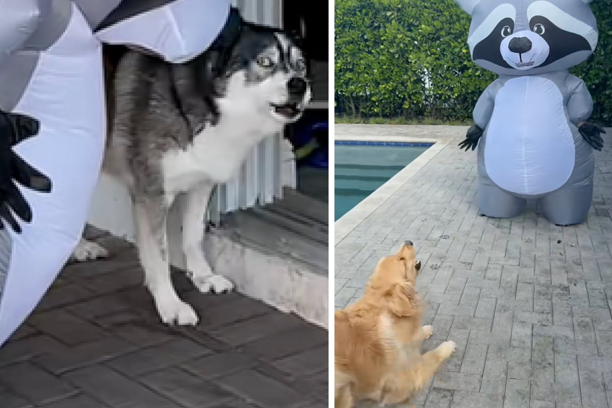 Dogs have the funniest reactions as owner dresses up as a giant racoon in viral clip
