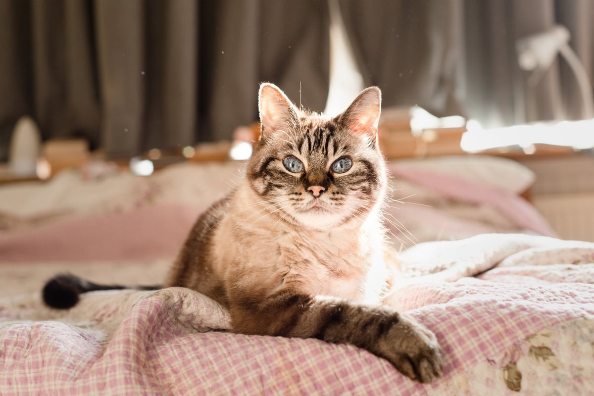 Why does my cat have dandruff?