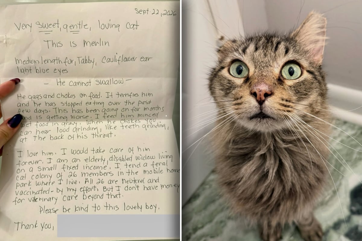 Shelter cat arrives with a note that has employees in tears: "I would take care of him forever"