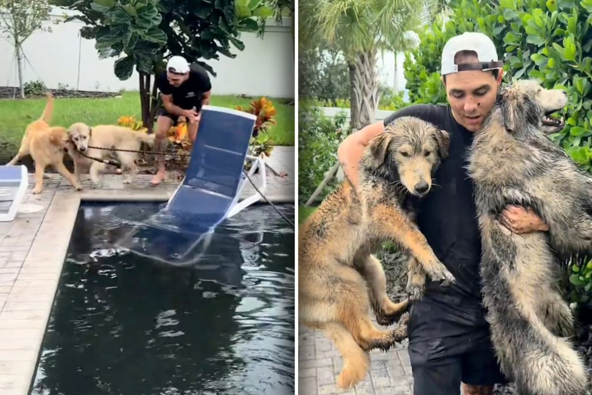 Golden Retrievers cover themselves in mud – and that's only the beginning of the chaos!