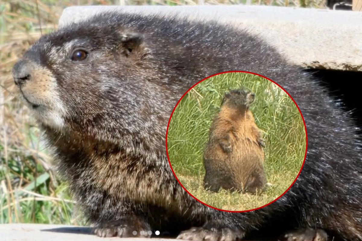 Introducing Fat Marmot Week: Which marmot can muster the most mass before winter?
