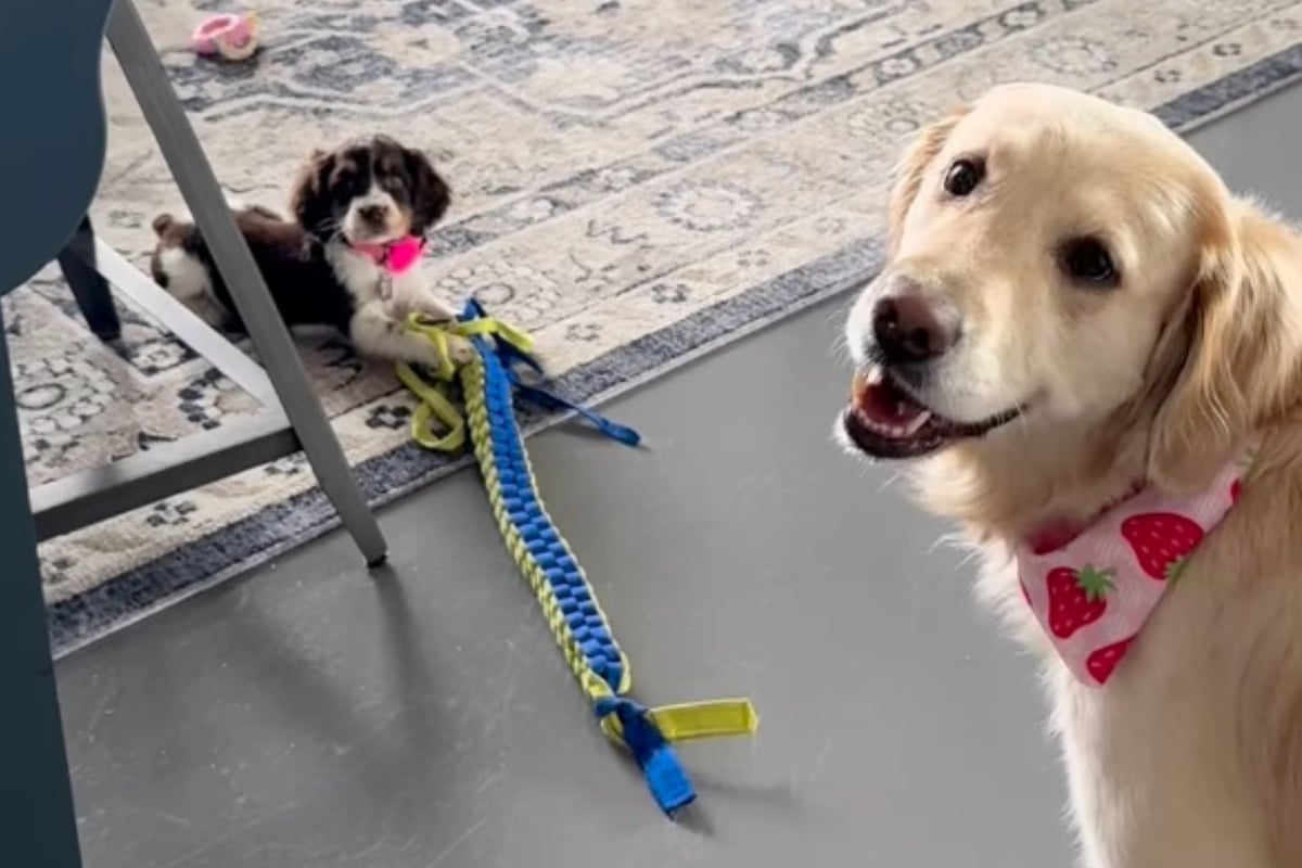 Puppy steals Golden Retriever's toy – and the bigger dog comes up with hilarious trick to get it back