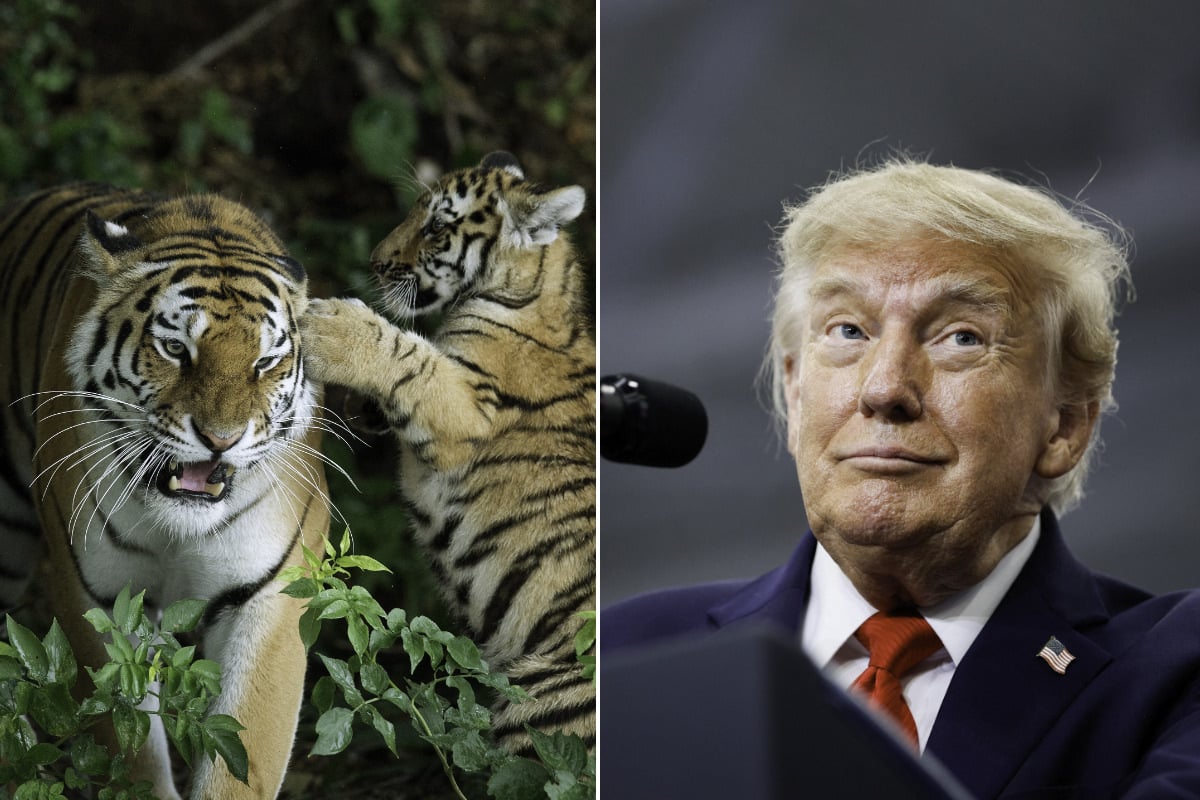 Trump and White House post "sick" video of UK man killed by tiger