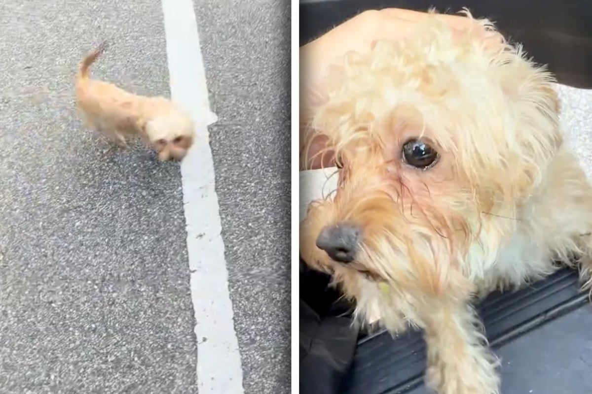 Dog excitedly greets woman in parking lot – then her heart breaks: "Who could leave such a precious little baby?"
