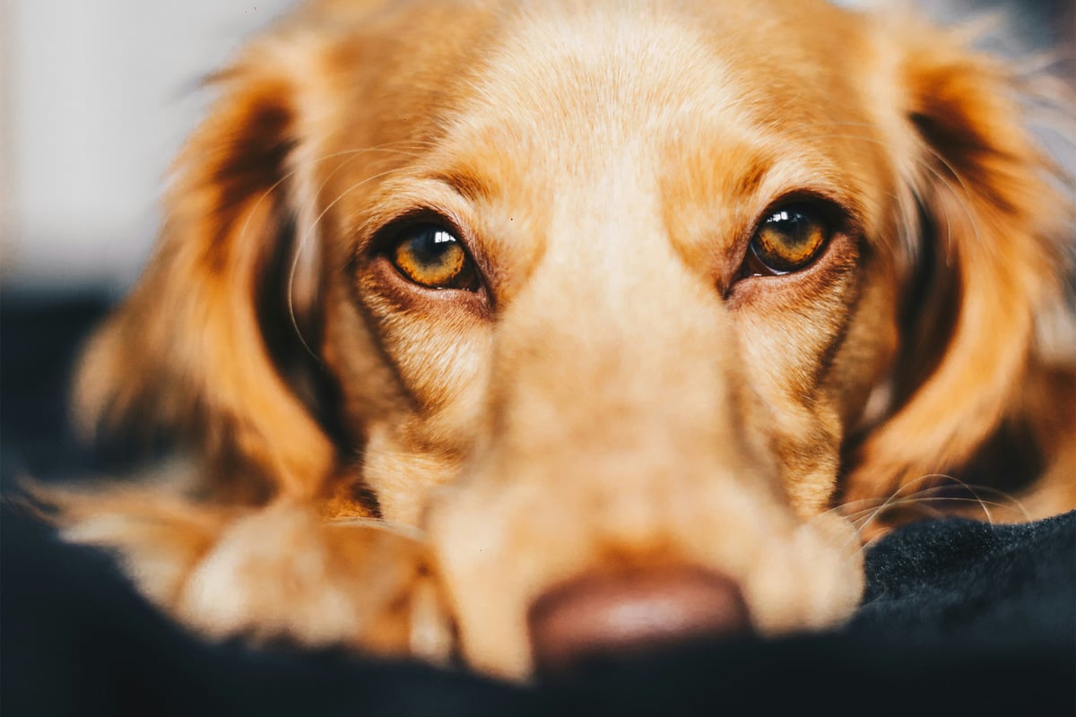 What can I give my dog for pain?