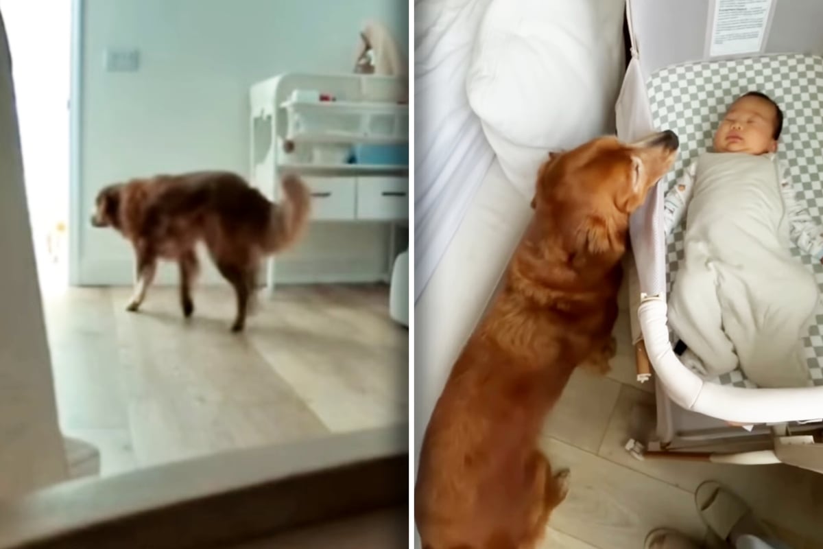 Golden Retriever is asked to leave baby's bedroom – what happens next is melting hearts online